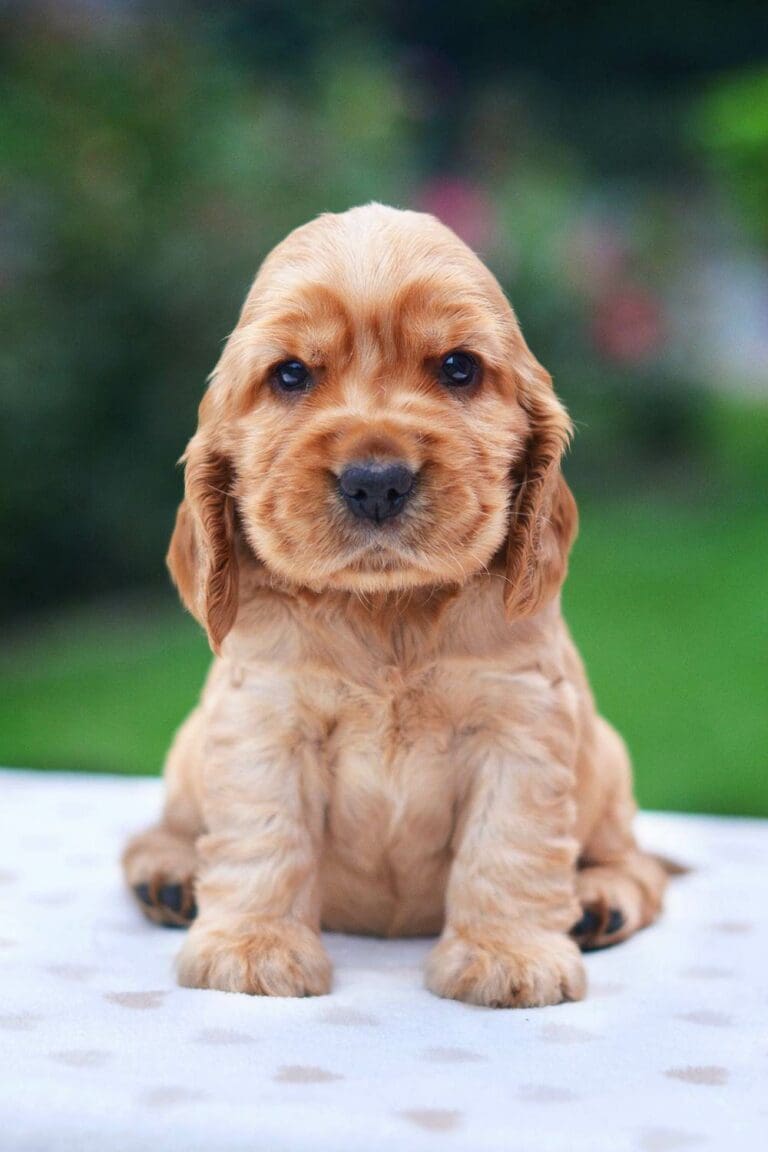 relate dog