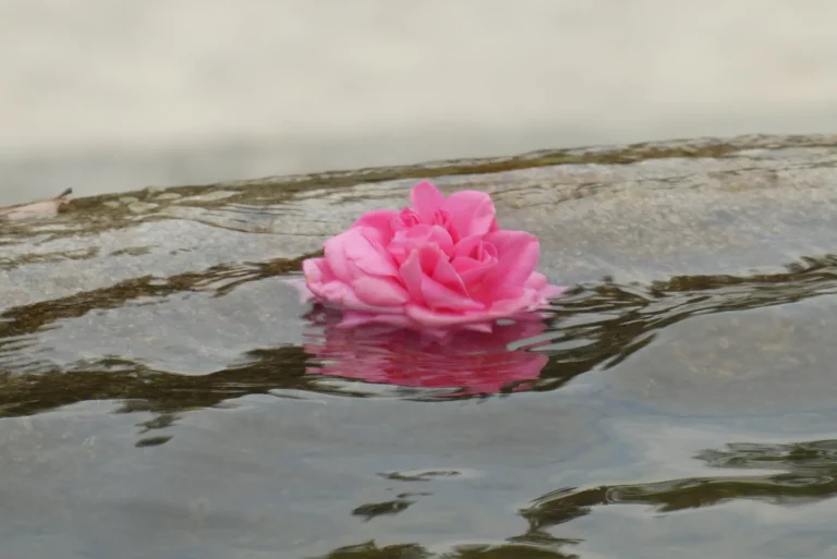 grief rose